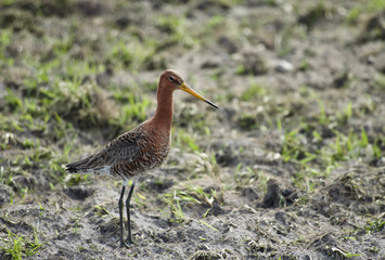 bird limosa
