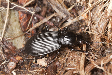 Pterostichus niger sitting on ground, macro photo