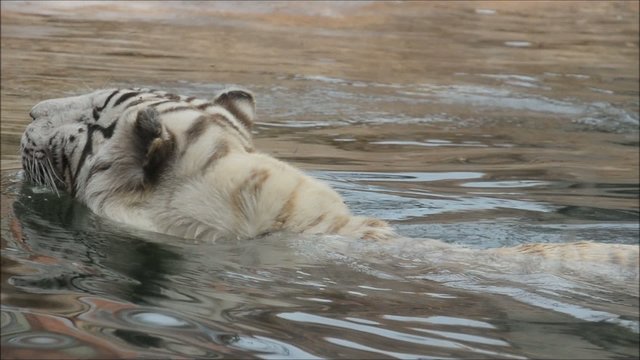 Wei&szlig;er Tiger im Wasser
