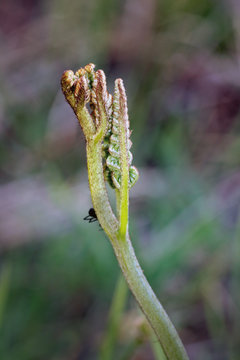 Brotes de helecho, pterophyta