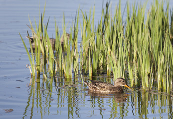 Pato cuchara comun hembra, Salburua, Vitoria, Alava, España