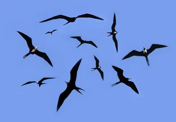 Deurstickers frigate bird silhouette backlight breeding season © lunamarina