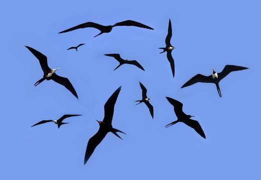 frigate bird silhouette backlight breeding season - Powered by Adobe