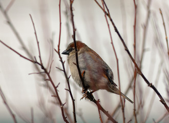 Sparrow among branches