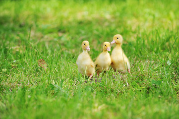 three fluffy chicks