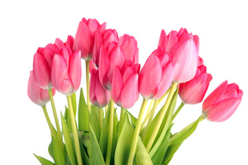 Fototapeta premium red tulips