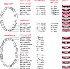 ðrimary  teeth and permanent teeth