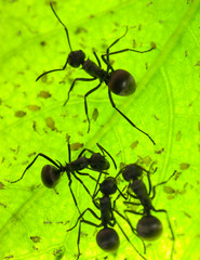 ant on green leaf