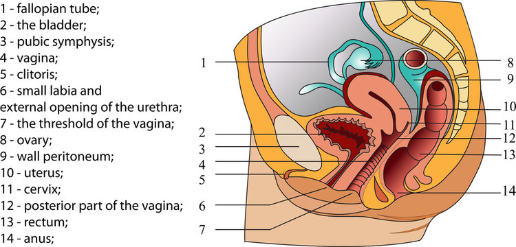 Female reproductive system (poster)