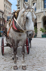 Traditional horse carriage in a square in Old Havana