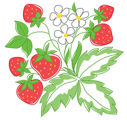 vector illustration of red strawberry