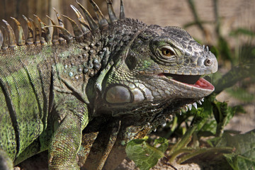 Grüner Leguan