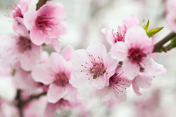 Panele Szklane Podświetlane  Kwitnące drzewo na wiosnę z różowymi kwiatami