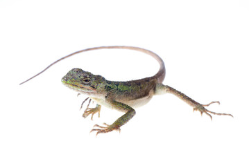 Fototapeta premium lizard Chinese tree dragon