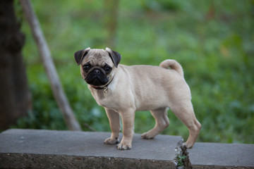 carlino