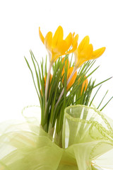 Yellow crocus bouquet