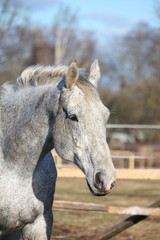 Obraz premium White horse portrait