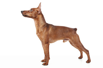 Miniature Pinscher.