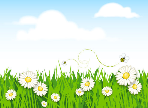 Fototapeta prato fiorito con margherite