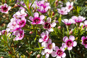 Flowers - Geraldton wax