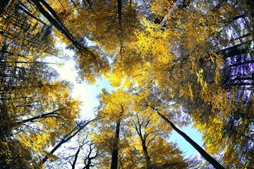 Deurstickers Beech canopy © satori