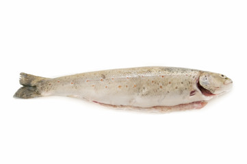 fresh trout isolated on white background