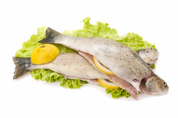 wild trout on white background