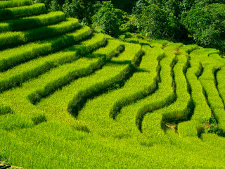 Beautiful green rice fields in Sikkim, India