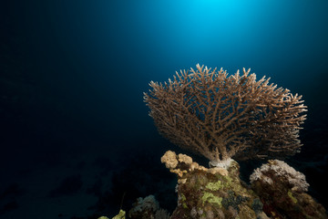 Acropora and sun in the Red Sea.