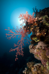 Fototapeta na wymiar Soft coral and reef in the Red Sea.