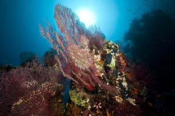 Sea fan and coral in the Red Sea.