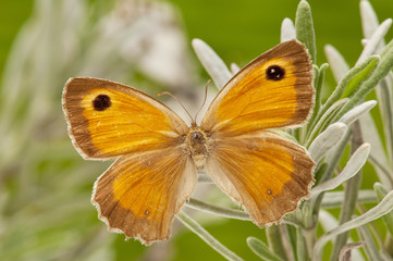 forefront of a butterfly