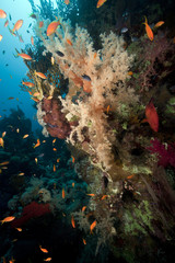 Fototapeta na wymiar Soft coral and fish in the Red Sea.
