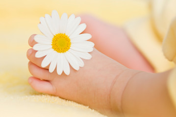 Obraz na płótnie Canvas Lovely infant foot with little white daisy
