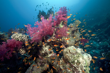 Naklejka na ściany i meble Coral reef and fish in the Red Sea.