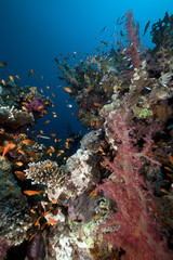 Coral reef and fish in the Red Sea.