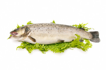 wild trout on a bed of fern