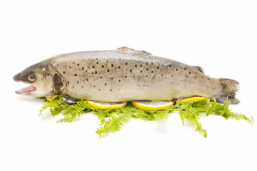wild trout