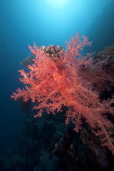 Naklejka na ściany i meble Soft coral and fish in the Red Sea.