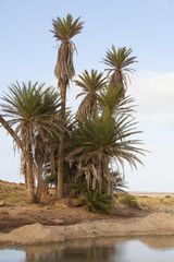 Fototapeta na wymiar Drzewo palmowe