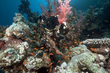 Fototapeta na wymiar Coral reef and fish in the Red Sea.