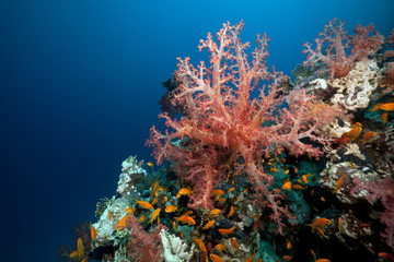 Fototapeta na wymiar Coral reef and anthias in the Red Sea.