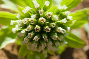 flower(Butterbur)_02