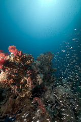 Naklejka na ściany i meble Ryba szkło i rafa koralowa w Morzu Czerwonym.