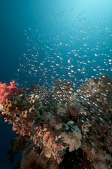 Fototapeta na wymiar Glass fish and coral reef in the Red Sea.