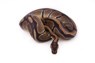 Royal or Ball python on white background