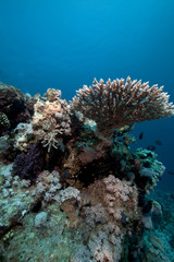 Fototapeta na wymiar Acropora and fish in the Red Sea.