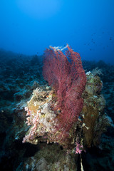 Red sea fan in the Red Sea.