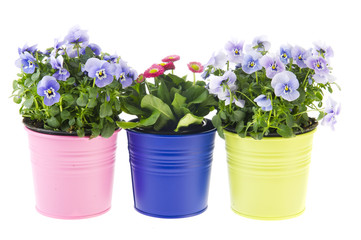 Colorful garden plants