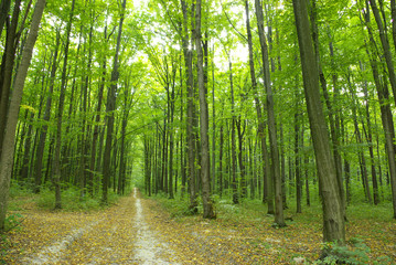 Fototapeta premium Forest